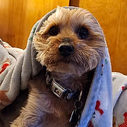 Max joined the competition — help win amazing prizes! dog, small_dog, blanket, fur, pet, collar, indoor, cozy, cute, animal, mammal, face, fur_color, closeup, domestic_animal, companion, warm, resting, cute_pet, wrapped