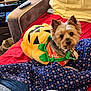 Max joined the competition — help win amazing prizes! dog, costume, pumpkin, pet, couch, blanket, food_bowl, indoor, small_dog, brown_dog, cute, cozy, red_couch, floral_pattern, pet_food, home, relaxing, animal, domestic, wearing_clothes