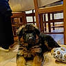 animal, cozy, cute, dog, floor, fur, furniture, german_shepherd, home, indoor, looking, paws, pet, plush_toy, puppy, table, tile, toy, wooden_chair, young