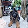 animal, canine, cute, daylight, dog, ears, fence, fur, german_shepherd, greenery, home, mouth_open, outdoor, pet, plants, playful, puppy, tile_floor, yard, young