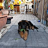 balloons, black_and_brown, brick_wall, chairs, chewing, cute, dog, door, fence, german_shepherd, leaf, outdoor, patio, plants, potted_plant, puppy, sunlight, table, toy, window