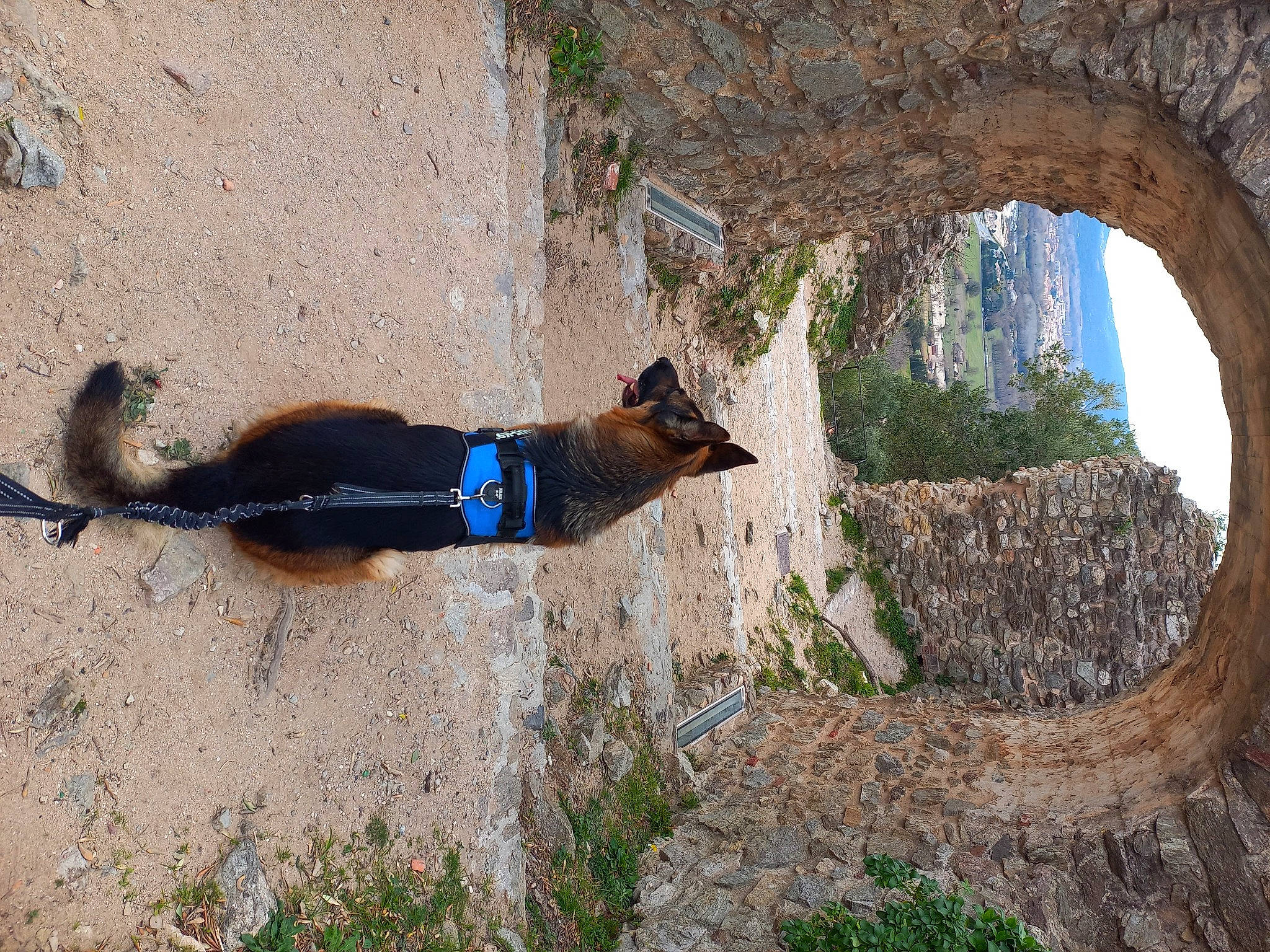 Lucas a rejoint le concours — aidez-le/la à gagner de superbes lots ! arch, azure, bedrock, building, electric_blue, erosion, landscape, natural_landscape, plant, shadow, sky, soil, tail, terrestrial_animal, tree, trunk, wall, window, wood