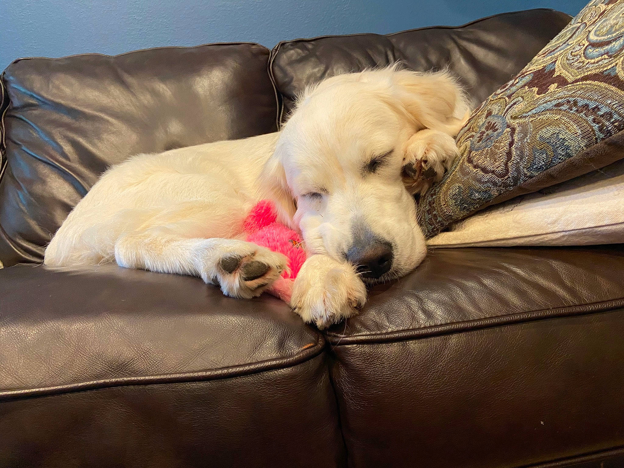 Shronk is registered to the contest to win money with this photo: bed, canidae, carnivore, comfort, companion_dog, dog, dog_bed, dog_breed, fur, furniture, golden_retriever, goldendoodle, mammal, nap, paw, puppy, puppy_love, retriever, sporting_group