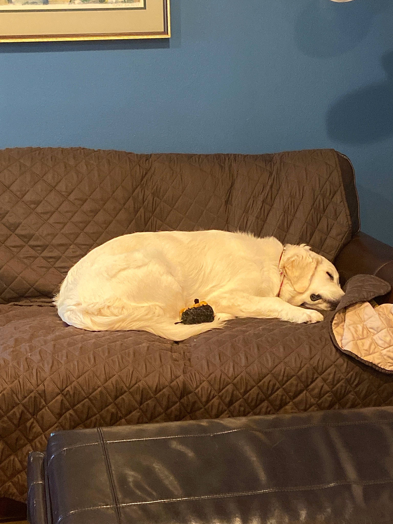 Dixie joined the competition — help win amazing prizes! canidae, carnivore, comfort, couch, dog_bed, dog_breed, furniture, labrador_retriever, retriever, room, slipcover, sporting_group
