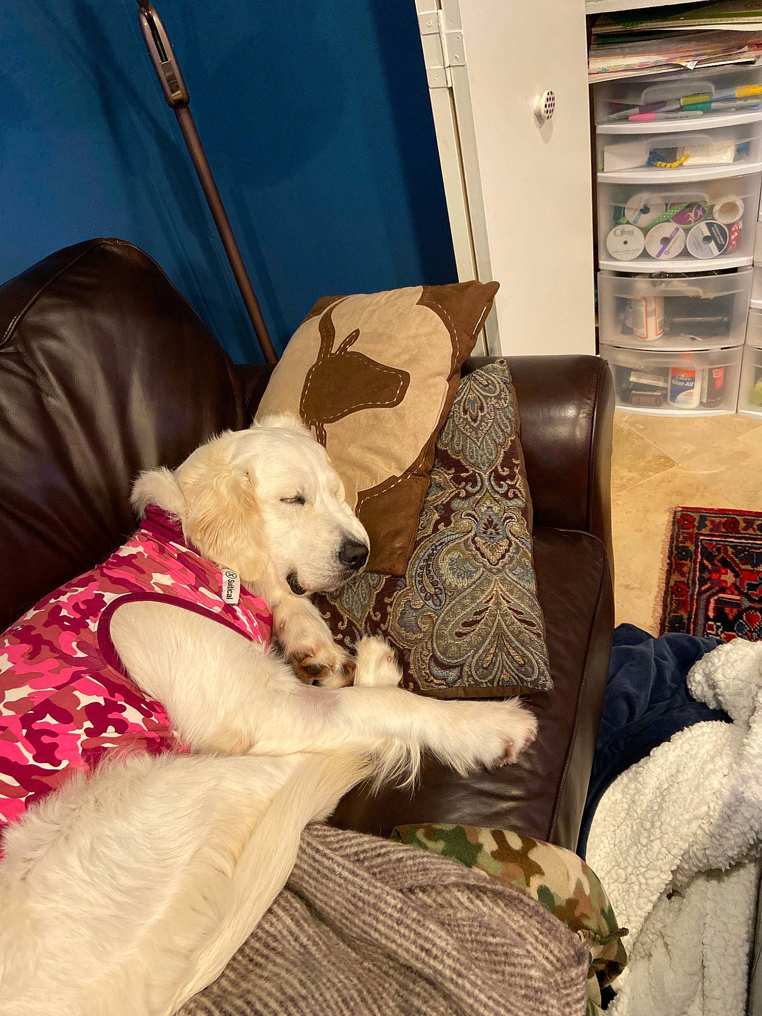 Dixie joined the competition — help win amazing prizes! canidae, carnivore, comfort, companion_dog, couch, dog, dog_breed, fox_terrier, furniture, golden_retriever, lurcher, mammal, nap, retriever, sporting_group