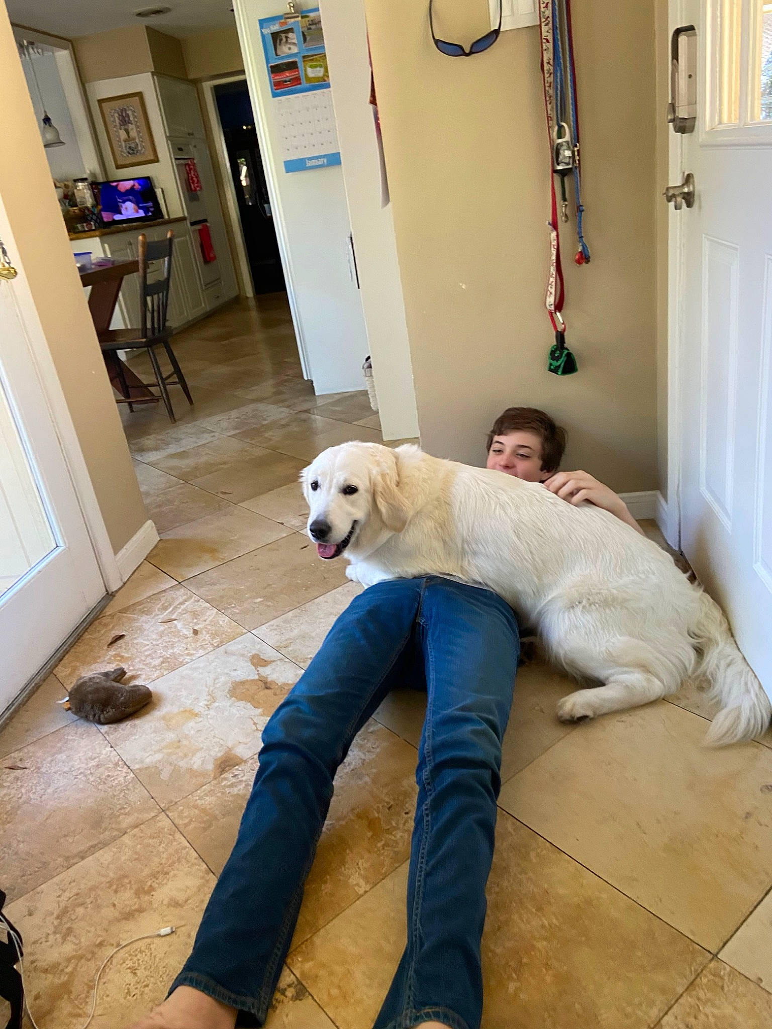 Dixie is registered to the contest to win money with this photo: canidae, carnivore, companion_dog, dog, dog_breed, floor, flooring, golden_retriever, great_pyrenees, livestock_guardian_dog, mammal, maremma_sheepdog, polish_tatra_sheepdog, retriever, sporting_group