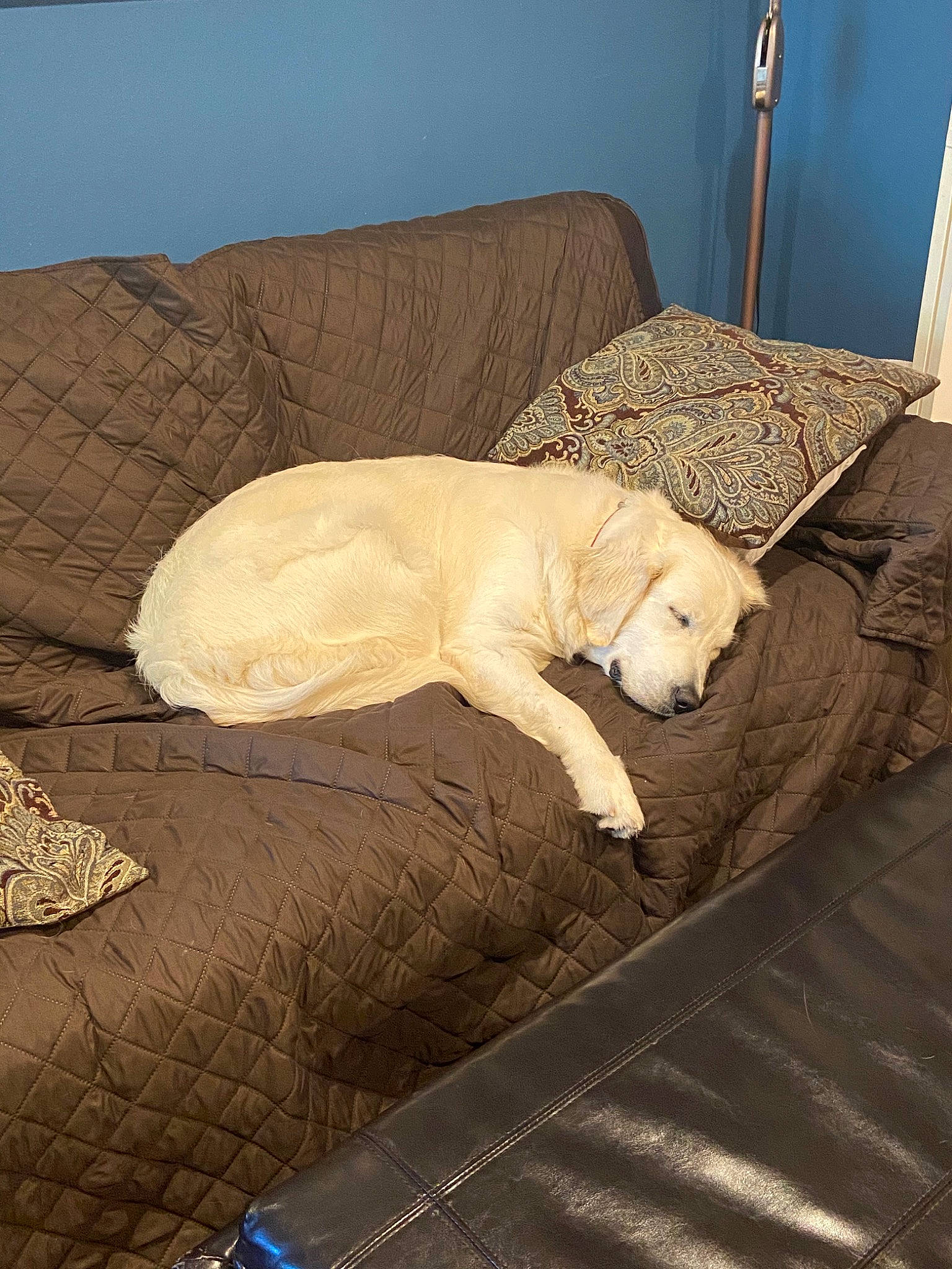 Dixie joined the competition — help win amazing prizes! canidae, carnivore, dog, dog_breed, fawn, labrador_retriever, retriever, sporting_group