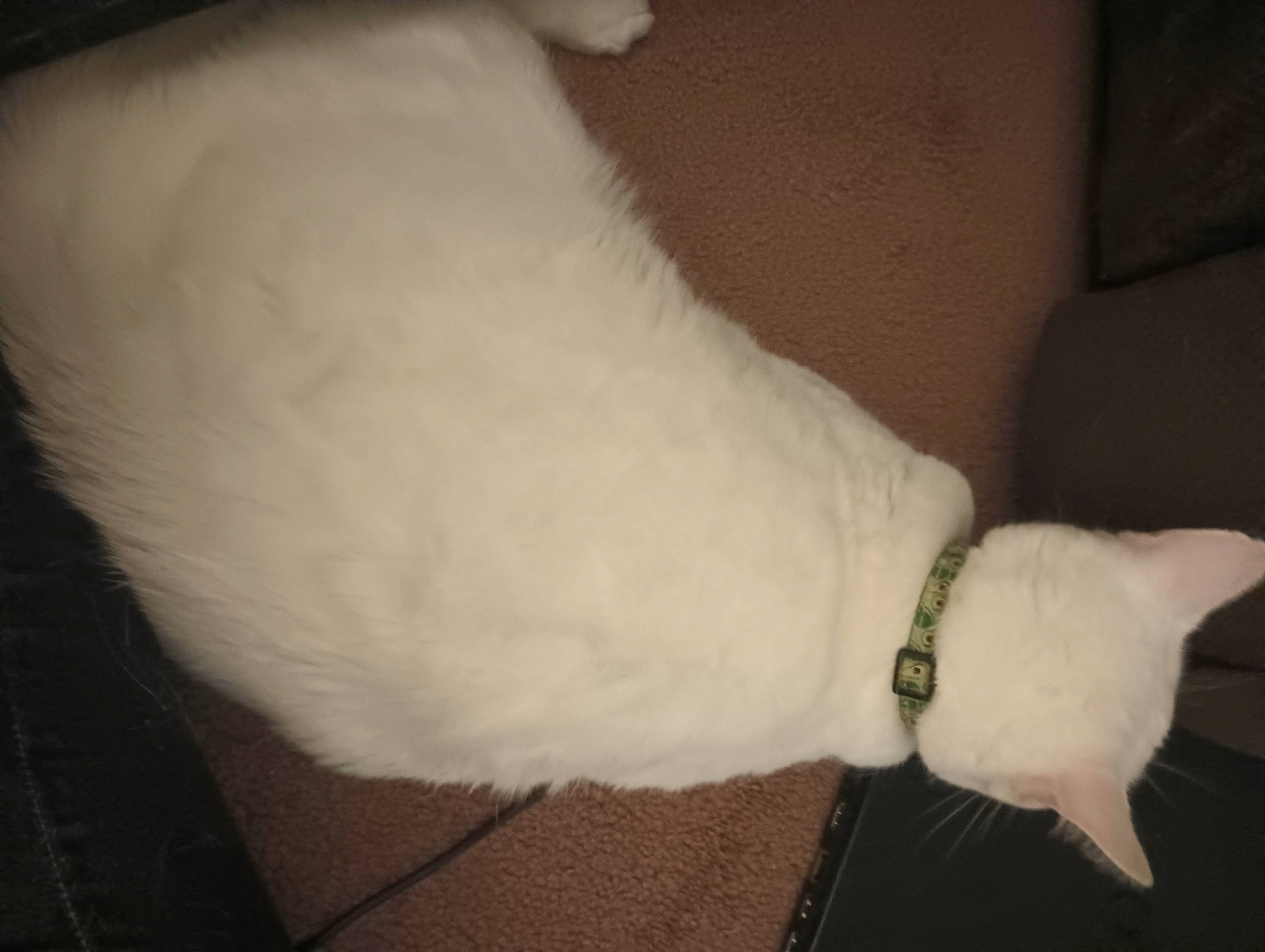 Snowy is registered to the contest to win money with this photo: canidae, carnivore, collar, comfort, companion_dog, dog, dog_breed, dog_collar, fashion_accessory, felidae, foot, fur, jewellery, paw, small_to_medium_sized_cats, sporting_group, tail, watch, whiskers, wrist