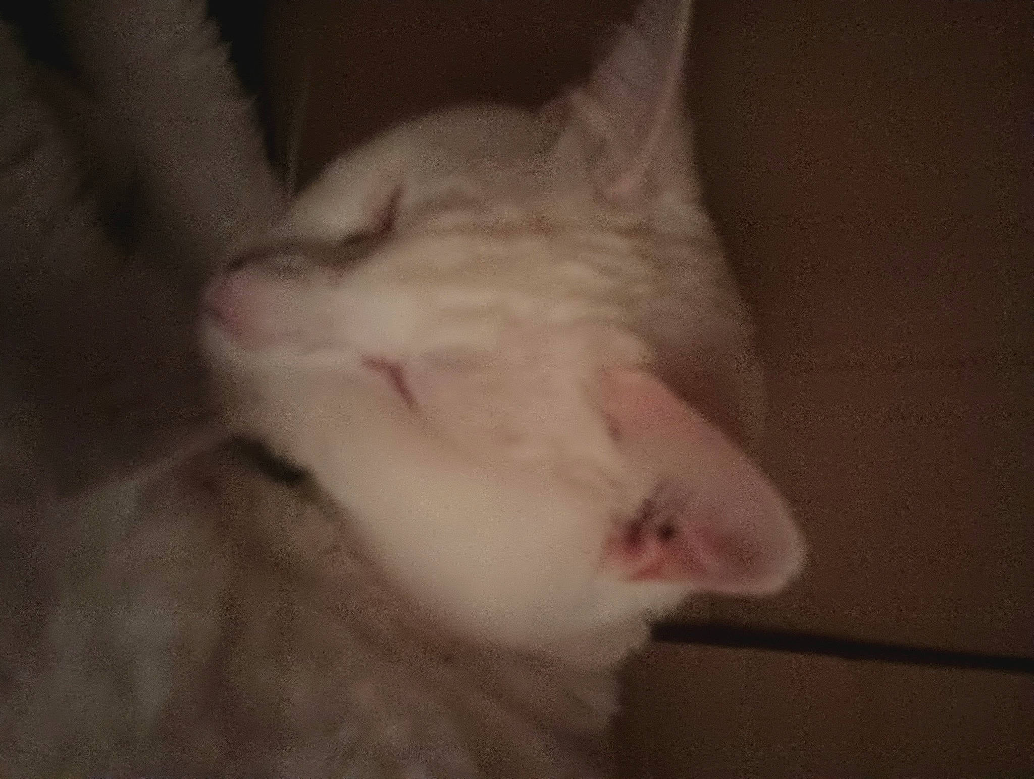 Snowy joined the competition — help win amazing prizes! carnivore, cat, comfort, darkness, domestic_short_haired_cat, ear, eye, felidae, fur, iris, paw, small_to_medium_sized_cats, snout, tail, whiskers, window