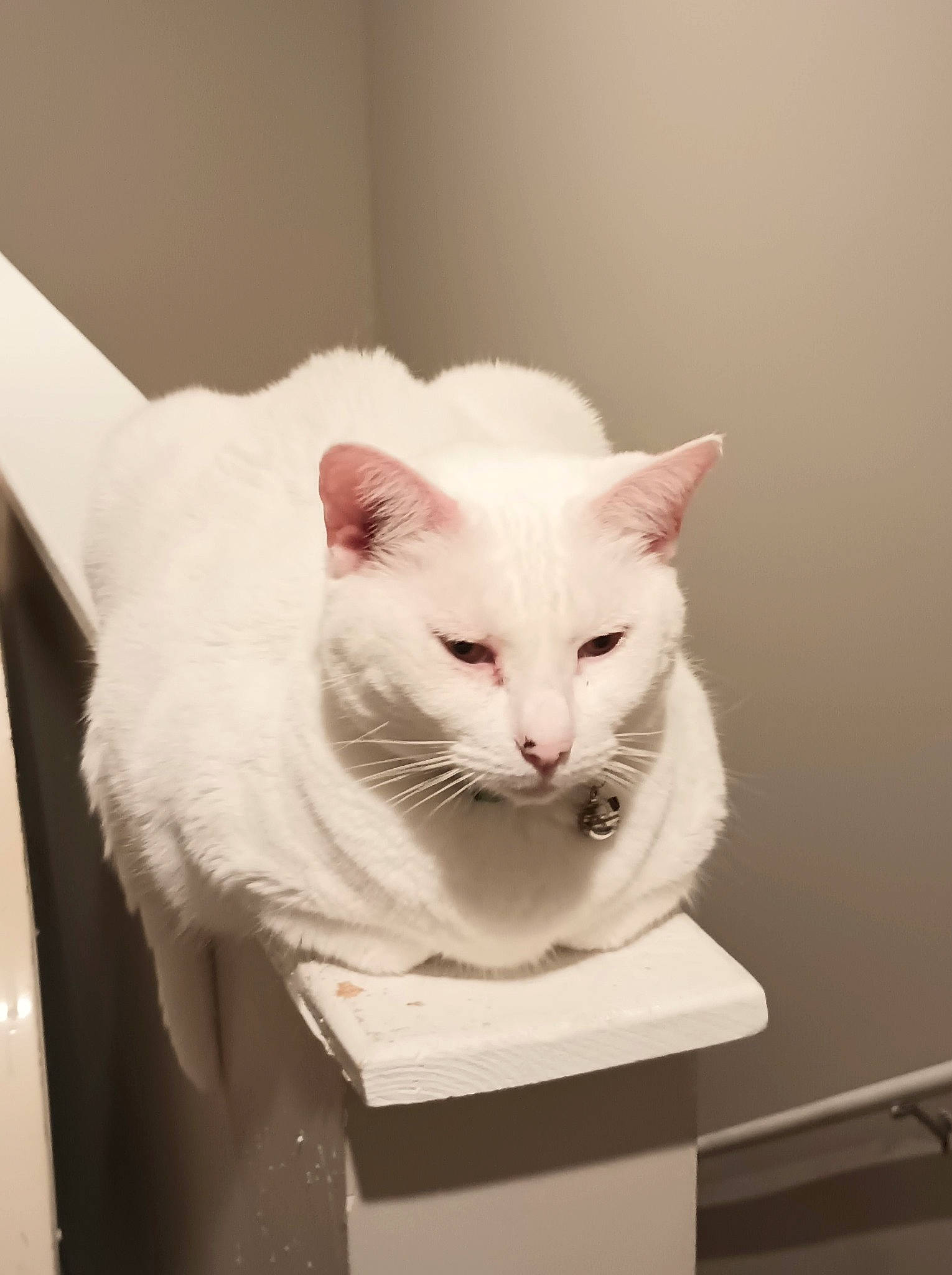 Snowy joined the competition — help win amazing prizes! box, carnivore, cat, cat_furniture, cat_supply, comfort, domestic_short_haired_cat, felidae, fur, home_appliance, paw, pedestal, pet_supply, small_to_medium_sized_cats, snout, tail, whiskers