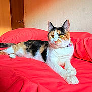 Abby joined the competition — help win amazing prizes! cat, calico_cat, bed, red_bedspread, feline, pet, indoor, relaxed, resting, fur, whiskers, ears, paws, collar, yellow_eyes, domestic_animal, cozy, home, animal, cute