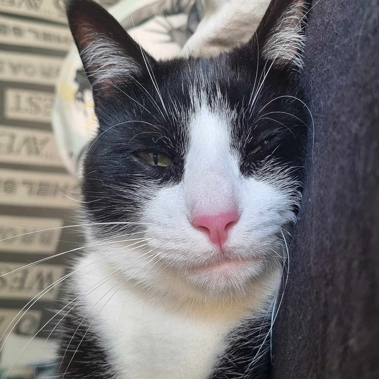 Mew participe au concours pour gagner de l'argent avec cette photo : abyssinian, angora, animal, bodypart, cat, couch, furniture, kitten, manx, mouth, person, pet, siamese, sleeping, snout