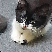 Oreo a rejoint le concours — aidez-le/la à gagner de superbes lots ! cat, black_and_white, animal, pet, feline, whiskers, paws, fur, looking_up, curious, loaf_position, indoor, closeup, cute, domestic_cat, resting, muzzle, ears, eyes, gray_background