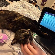Tootsie Roll is registered to the contest to win money with this photo: cat, tortoiseshell_cat, bed, blanket, hand, laptop, plush_toy, indoor, floral_pattern, relaxed, pet, resting, cozy, sleepy, human, technology, furniture, comfort, animal, candid