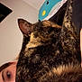 Tootsie Roll is registered to the contest to win money with this photo: cat, person, face, fur, closeup, indoor, pillow, bed, resting, cozy, snuggling, animal, cute, tortoiseshell_cat, human, skin, eyebrow, eye, hair, blanket