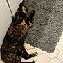 Tootsie Roll joined the competition — help win amazing prizes! cat, tortoiseshell, floor, tile_floor, gray_rug, indoor, pet, relaxed, lying_down, feline, cozy, home, fur, animal, resting, paws, quiet, corner, texture, pattern