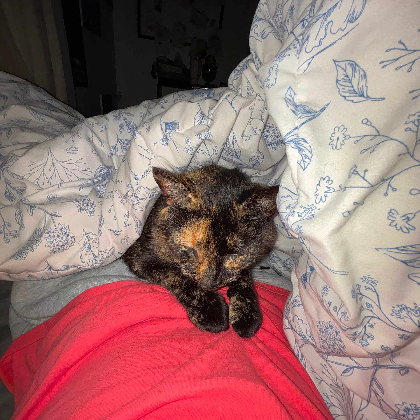 Tootsie Roll joined the competition — help win amazing prizes! animal, bed, blanket, cat, comfort, cozy, cute, fur, home, indoor, night, paws, pet, red_cloth, relaxation, resting, sleeping, soft, tortoiseshell, warm