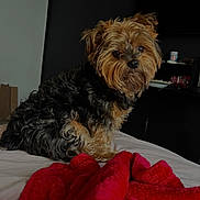 Scrappy joined the competition — help win amazing prizes! dog, small_dog, fur, bed, blanket, red_blanket, indoor, pet, curious, black_fur, tan_fur, cozy, household, animal, portrait, cute, companion, domestic, furry, sitting