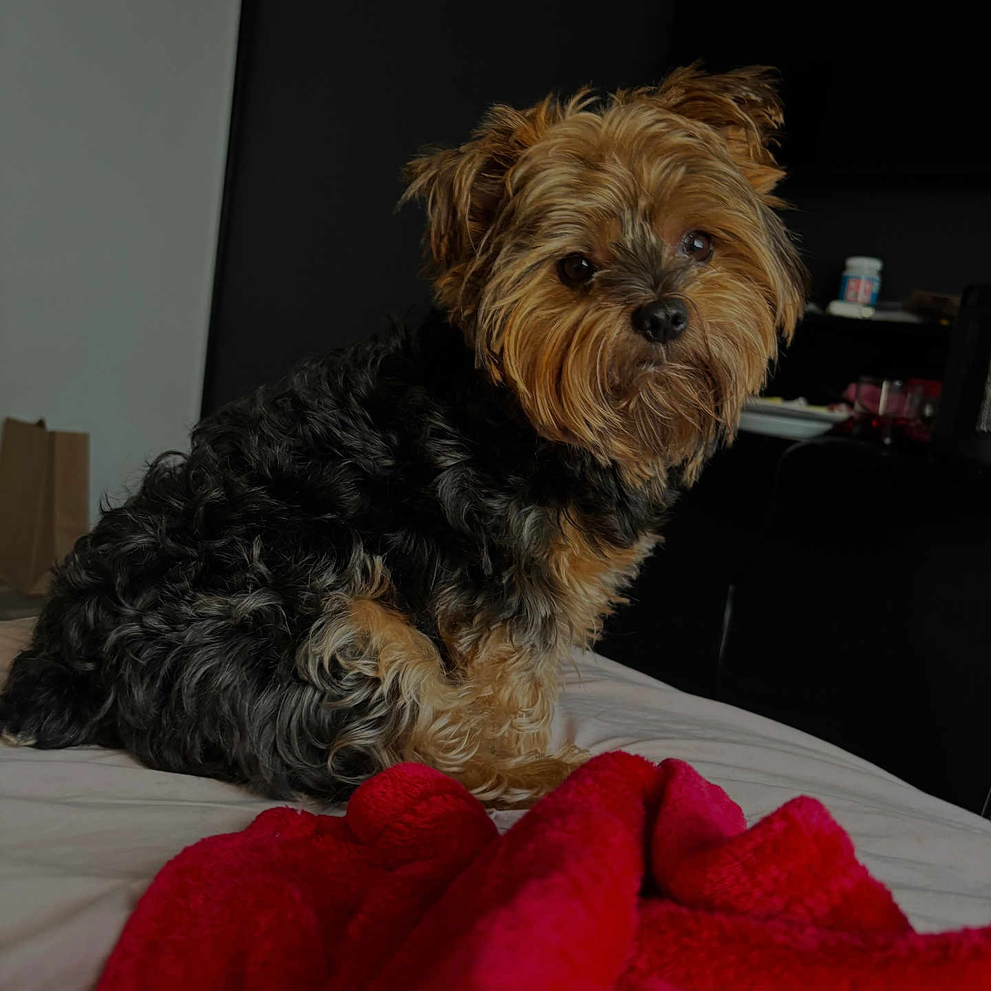 Scrappy joined the competition — help win amazing prizes! dog, small_dog, fur, bed, blanket, red_blanket, indoor, pet, curious, black_fur, tan_fur, cozy, household, animal, portrait, cute, companion, domestic, furry, sitting