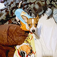 Gunner joined the competition — help win amazing prizes! dog, small_dog, puppy, blanket, bed, clothing, pet_outfit, brown, white, orange, blue, patterned_blanket, indoor, cozy, fur, ears, cute, looking_up, resting, animal