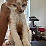 kitten, cat, orange_and_white, pet, indoor, cat_tree, furniture, hand, paw, whiskers, window, floor, tiles, curtain, home, animal, cute, young, fur, close_up