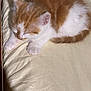 Kyo participe au concours pour gagner de l'argent avec cette photo : kitten, cat, sleeping, orange_and_white, fur, pet, animal, cozy, cute, resting, soft, young, domestic_cat, whiskers, closed_eyes, small, mammal, indoors, bed, relaxing
