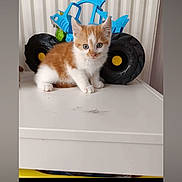 Kyo participe au concours pour gagner de l'argent avec cette photo : kitten, cat, orange_and_white, toy_truck, blue_toy, table, indoor, curious, young_animal, pet, cute, small, feline, animal, playful, white_surface, eyes, ears, fur, domestic_animal