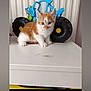 kitten, cat, orange_and_white, toy_truck, blue_toy, table, indoor, curious, young_animal, pet, cute, small, feline, animal, playful, white_surface, eyes, ears, fur, domestic_animal