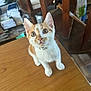 Kyo a rejoint le concours — aidez-le/la à gagner de superbes lots ! kitten, cat, orange_and_white, pet, domestic_animal, curious, table, wooden_surface, indoor, feline, collar, young_cat, cute, whiskers, ears, eyes, fur, looking_up, home, cluttered_background