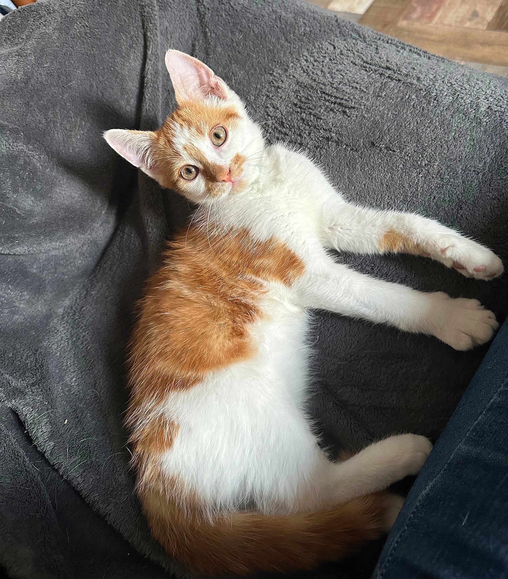 Kyo a rejoint le concours — aidez-le/la à gagner de superbes lots ! kitten, cat, orange_and_white, fur, pet, animal, cute, lying_down, blanket, soft, indoor, cozy, whiskers, ears, paws, tail, curious, young, resting, domestic_cat