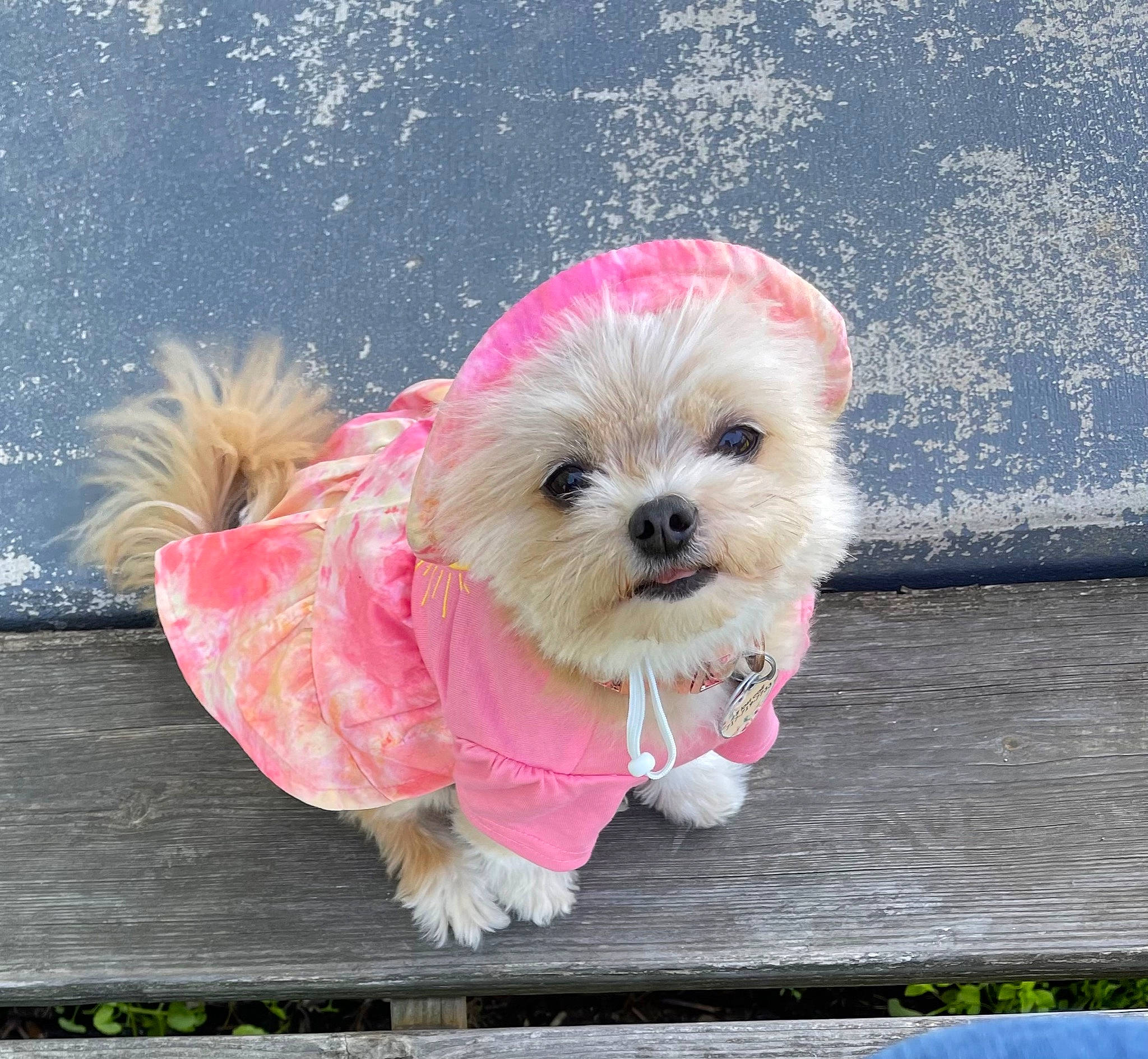 Cherokee is registered to the contest to win money with this photo: canidae, carnivore, collar, companion_dog, dog, dog_breed, dog_clothes, dog_collar, dog_supply, fashion_accessory, fawn, leash, pet_supply, pink, small_terrier, snout, sporting_group, toy, toy_dog, working_animal