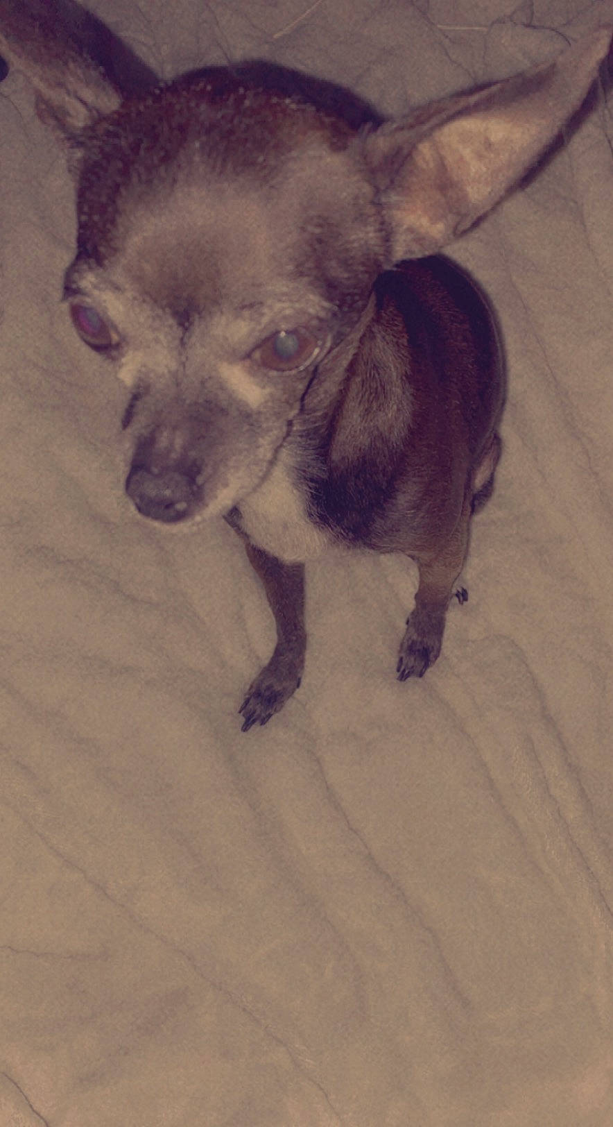 Katiebug joined the competition — help win amazing prizes! canidae, carnivore, companion_dog, corgi_chihuahua, dog, dog_breed, ear, fawn, flooring, fur, nap, paw, puppy, puppy_love, sporting_group, terrestrial_animal, toy_dog, whiskers, working_animal