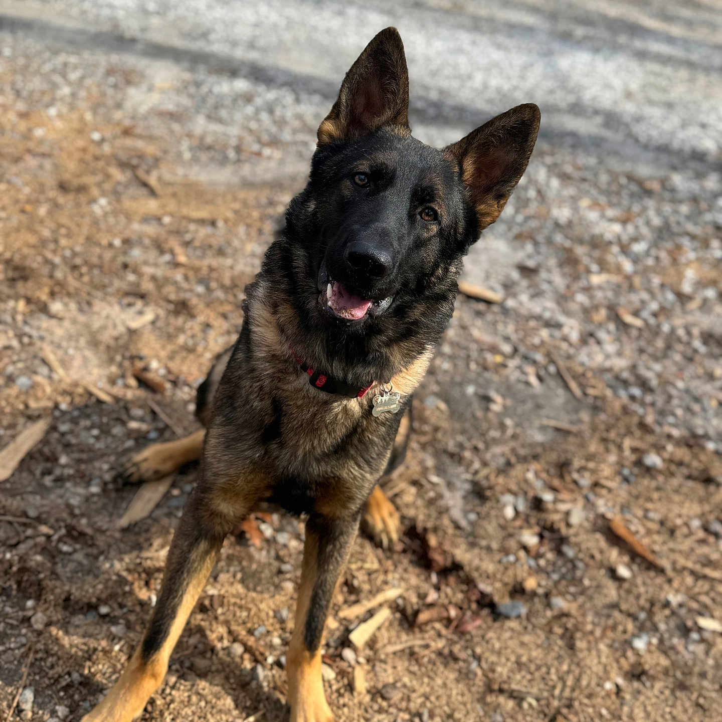 Tucker is registered to the contest to win money with this photo: alert, animal, canine, collar, curious, daylight, dirt, dog, ears, friendly, fur, german_shepherd, gravel, ground, nature, outdoor, pet, portrait, sitting, tag
