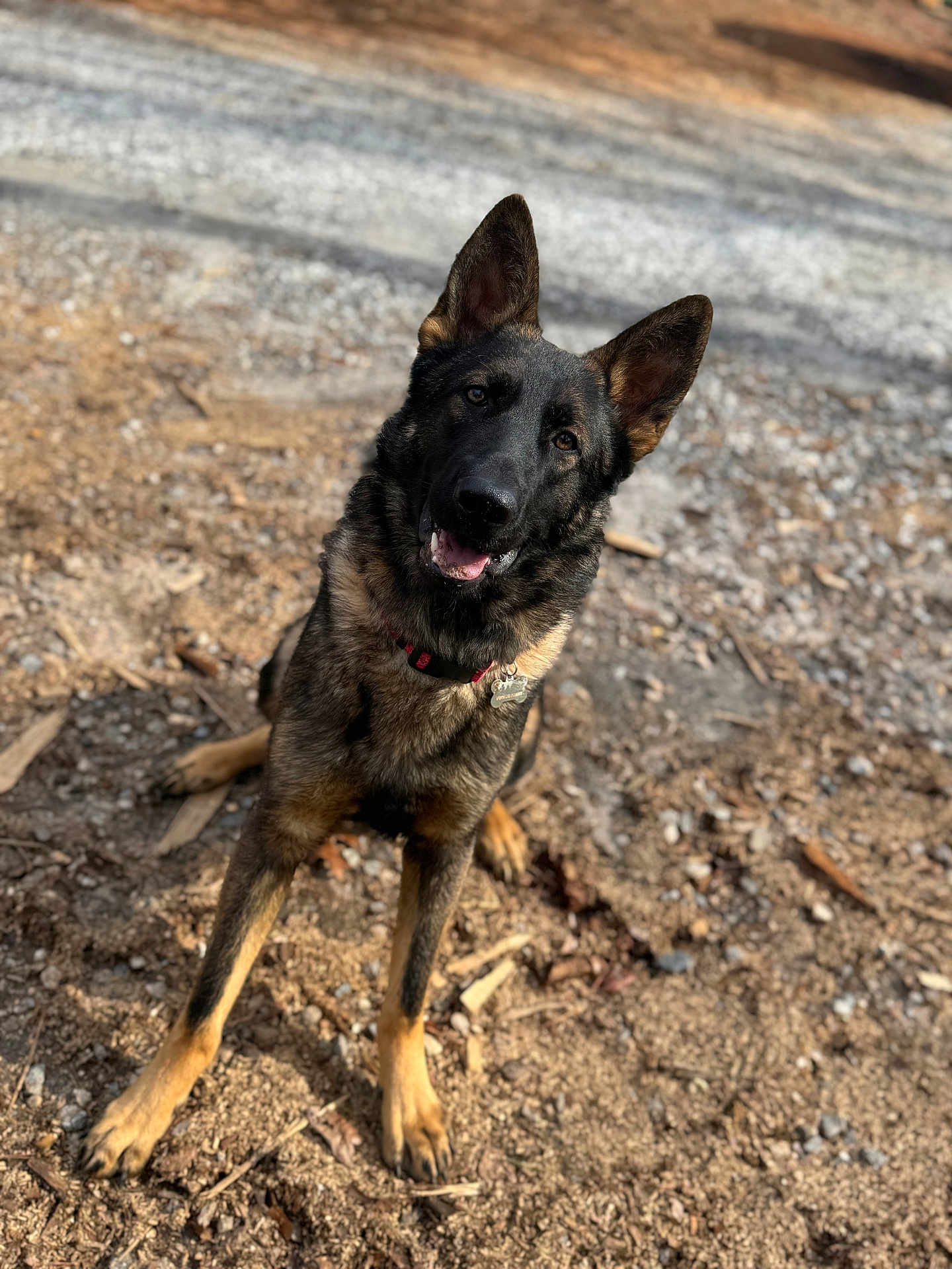 Tucker is registered to the contest to win money with this photo: dog, german_shepherd, pet, animal, outdoor, sitting, curious, ears, fur, collar, tag, ground, dirt, gravel, nature, canine, portrait, friendly, alert, daylight
