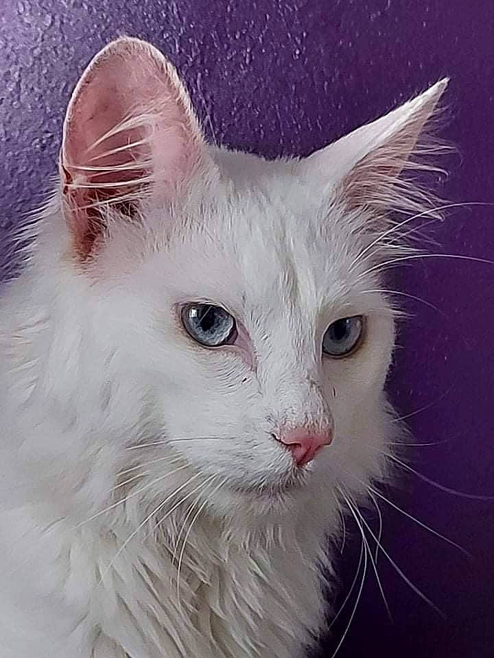 Neige a rejoint le concours — aidez-le/la à gagner de superbes lots ! carnivore, cat, close_up, domestic_short_haired_cat, event, felidae, fur, mammal, no_expression, small_to_medium_sized_cats, snout, tail, terrestrial_animal, whiskers, window