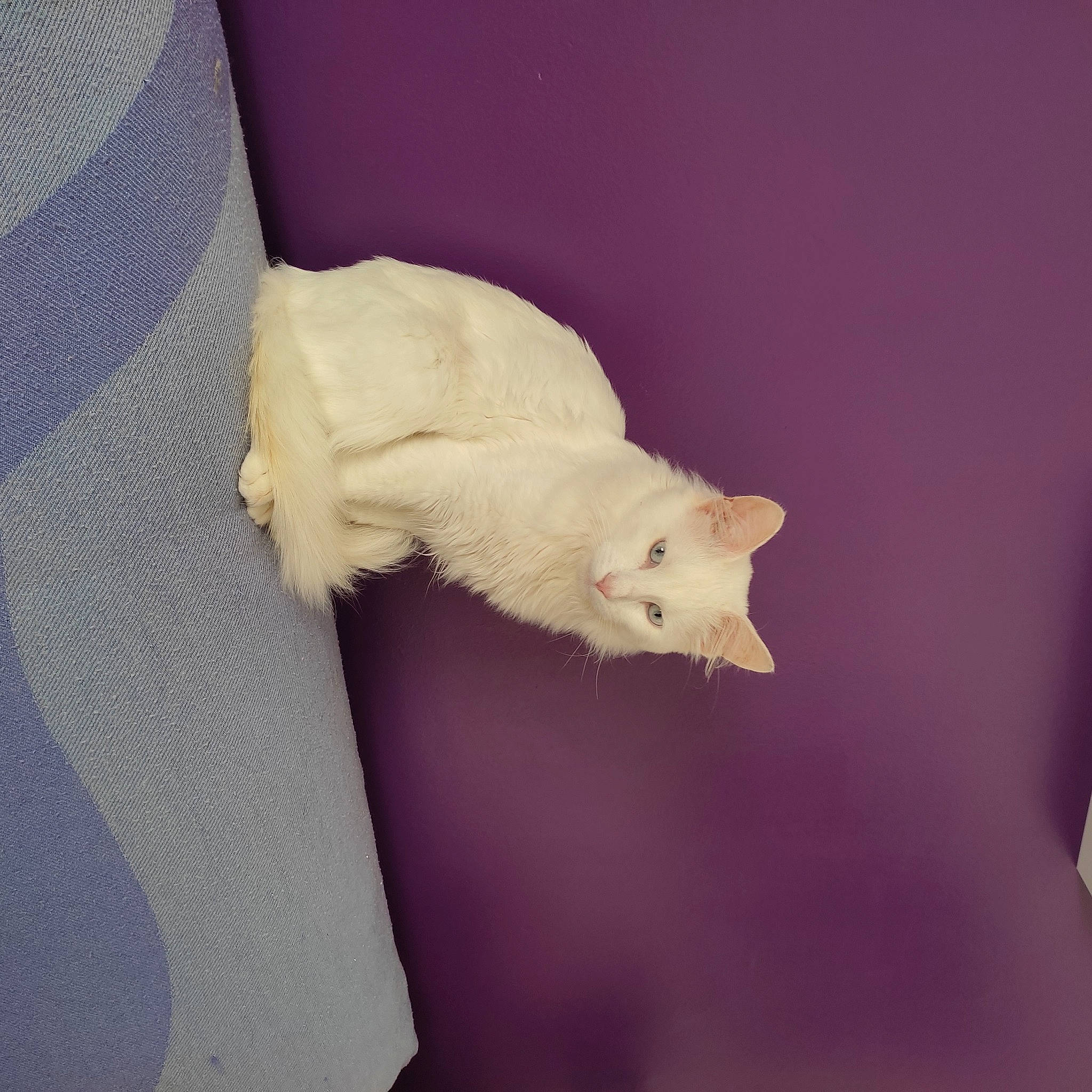 Neige a rejoint le concours — aidez-le/la à gagner de superbes lots ! canidae, carnivore, claw, comfort, dog_breed, eye, fawn, felidae, fur, head, mouse, no_expression, rat, sleeve, small_to_medium_sized_cats, snout, tail, terrestrial_animal, whiskers