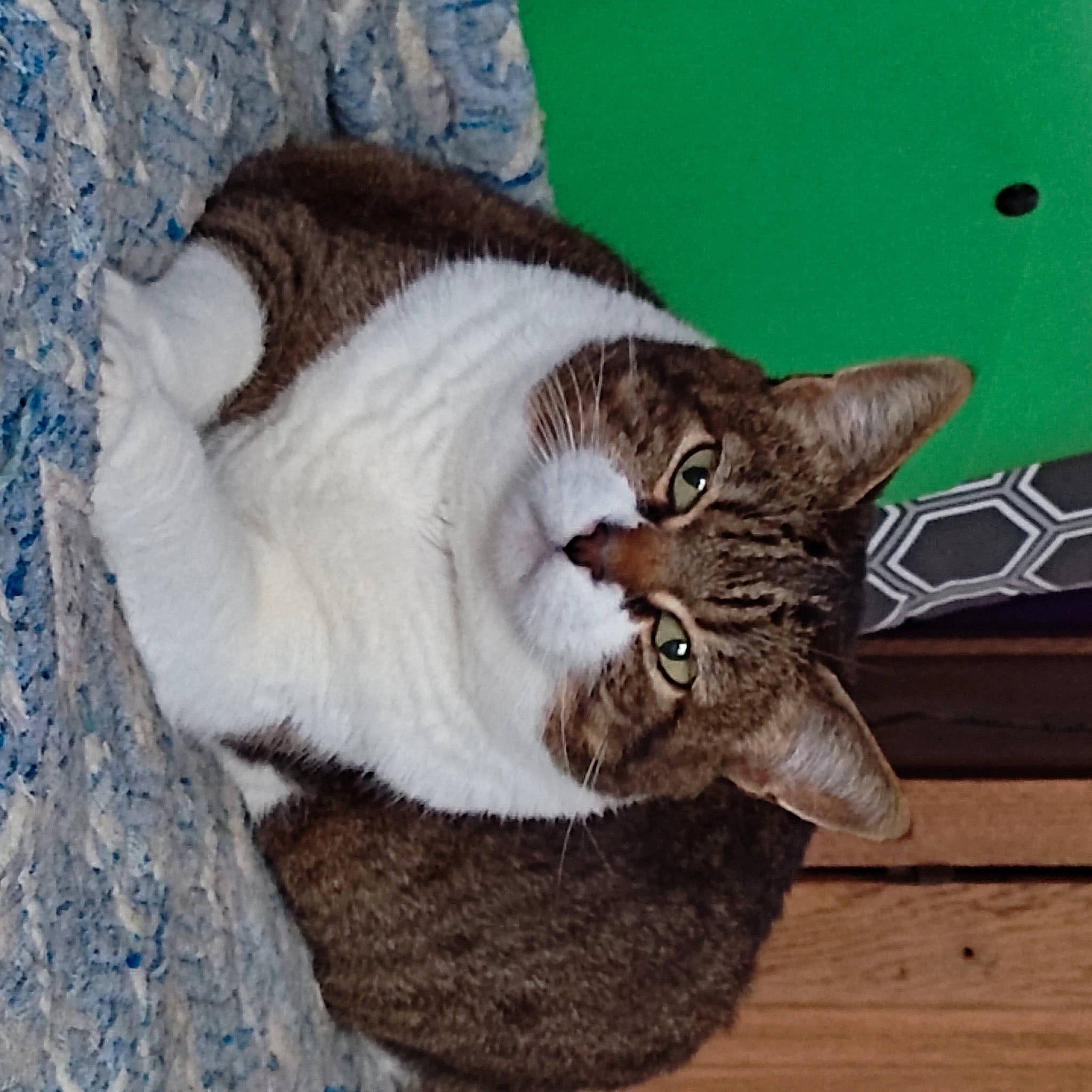 Crystale participe au concours pour gagner de l'argent avec cette photo : carnivore, cat, claw, comfort, domestic_short_haired_cat, door, eye, fawn, felidae, fur, hardwood, paw, plant, sitting, small_to_medium_sized_cats, tail, terrestrial_animal, whiskers, window, wood