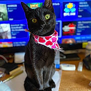 Khaleesi is registered to the contest to win money with this photo: black_cat, cat, pet, bandana, heart_pattern, yellow_eyes, indoor, desk, clutter, computer_screen, blurred_background, feline, sitting, curious, domestic_animal, animal_portrait, close_up, whiskers, cute, household