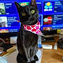 black_cat, cat, pet, bandana, heart_pattern, yellow_eyes, indoor, desk, clutter, computer_screen, blurred_background, feline, sitting, curious, domestic_animal, animal_portrait, close_up, whiskers, cute, household