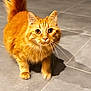 Mimo participe au concours pour gagner de l'argent avec cette photo : animal, cat, closeup, curious, cute, domestic, eyes, feline, floor, fur, household, indoor, mammal, orange_tabby, paws, pet, tail, tile, walking, whiskers