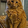 cat, orange_cat, fluffy, feline, pet, indoor, wicker_basket, curtain, furniture, whiskers, wide_eyes, sitting, cute, domestic_animal, cozy, orange_fur, tabby, household, soft_lighting, curious