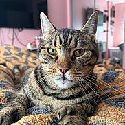 Tigger is registered to the contest to win money with this photo: cat, tabby_cat, pet, indoor, blanket, cozy, fur, whiskers, paw, eyes, face, pink_wall, television, mirror, reflection, bedroom, resting, close_up, domestic_animal, relaxed
