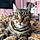 Tigger