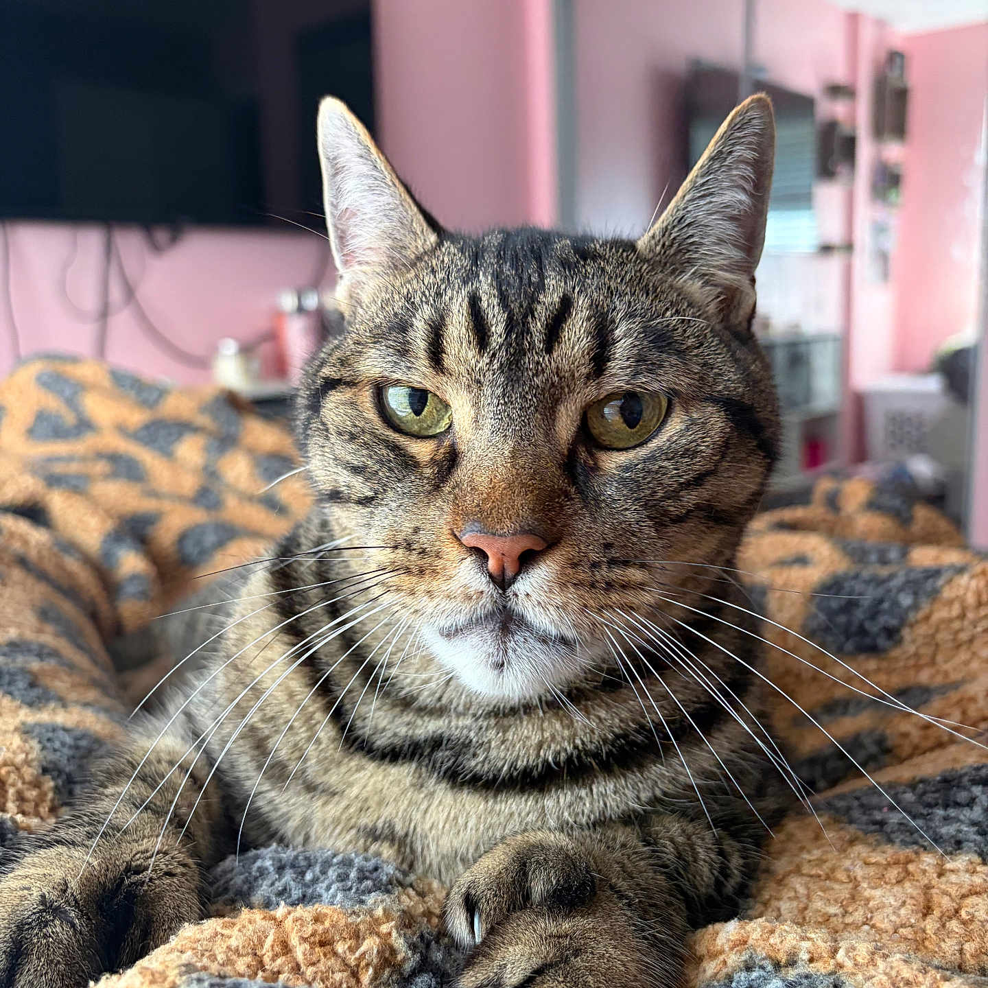 Tigger is registered to the contest to win money with this photo: cat, tabby_cat, pet, indoor, blanket, cozy, fur, whiskers, paw, eyes, face, pink_wall, television, mirror, reflection, bedroom, resting, close_up, domestic_animal, relaxed