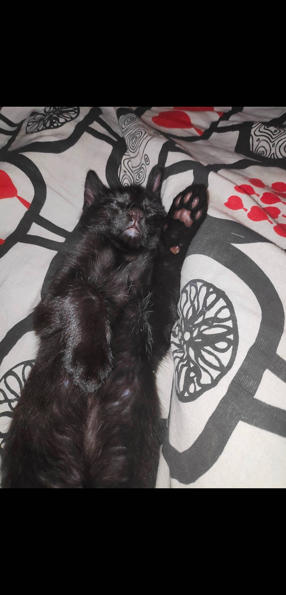 Rhapsody a rejoint le concours — aidez-le/la à gagner de superbes lots ! asian, black_cat, carnivore, cat, domestic_short_haired_cat, felidae, fur, kitten, small_to_medium_sized_cats, tail, whiskers