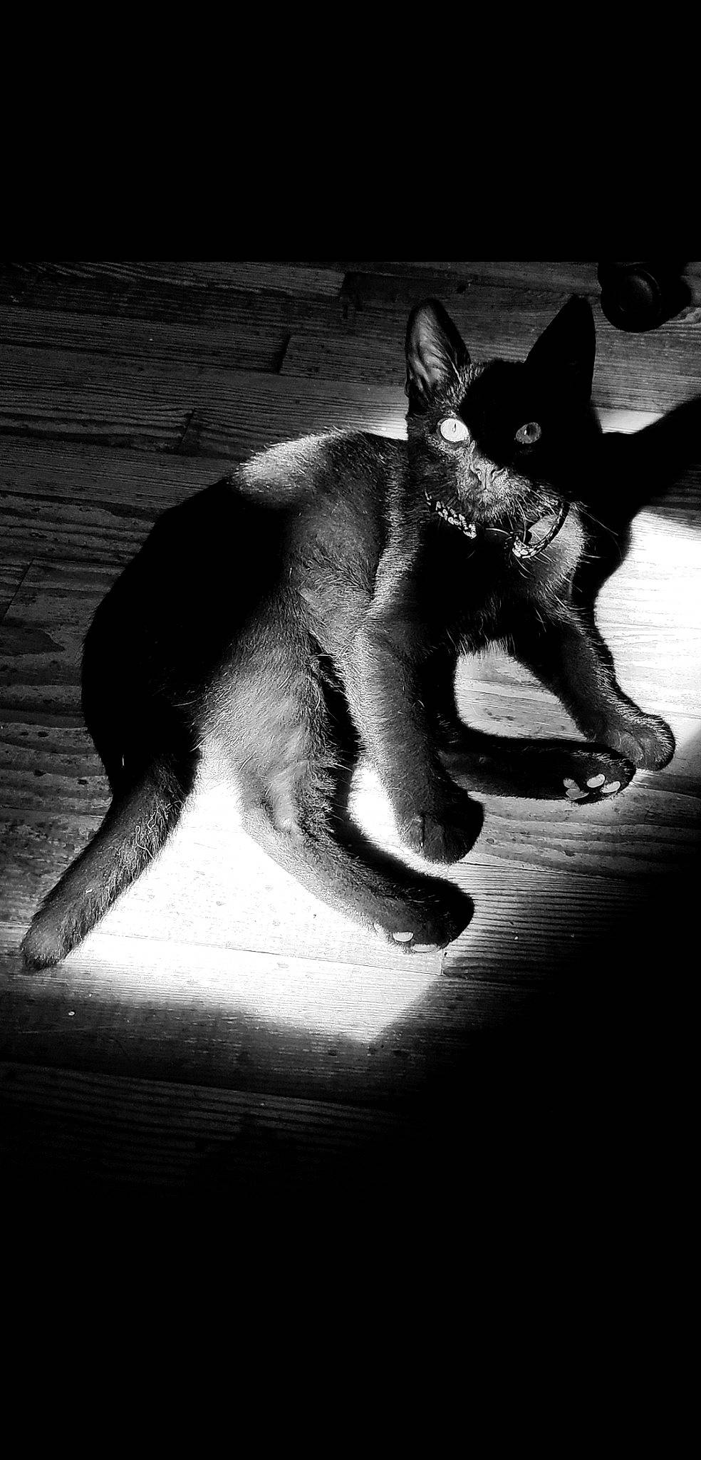 Rhapsody participe au concours pour gagner de l'argent avec cette photo : black, black_and_white, black_cat, carnivore, cat, claw, darkness, felidae, monochrome, monochrome_photography, photography, shadow, small_to_medium_sized_cats, snapshot, snout, stock_photography, style, tail, whiskers, white