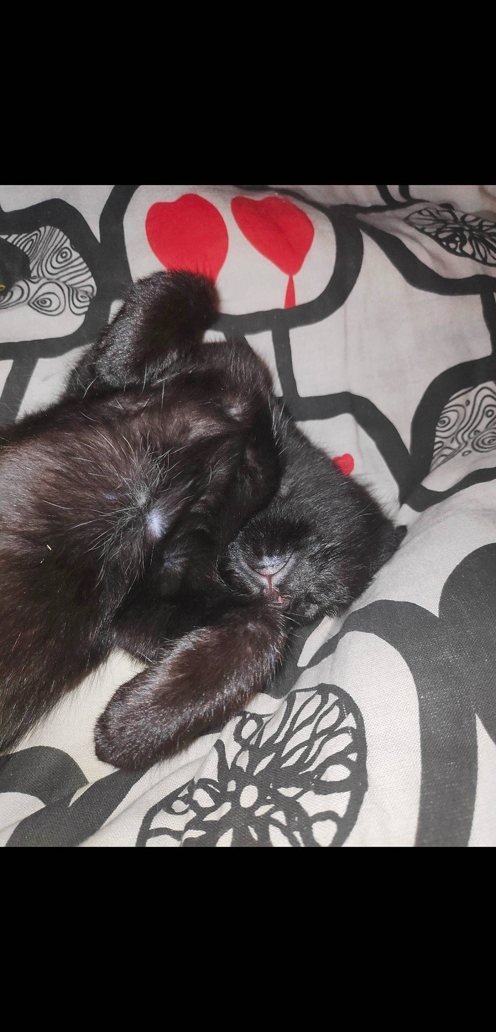 Rhapsody a rejoint le concours — aidez-le/la à gagner de superbes lots ! black_cat, canidae, carnivore, cat, felidae, kitten, small_to_medium_sized_cats, tail