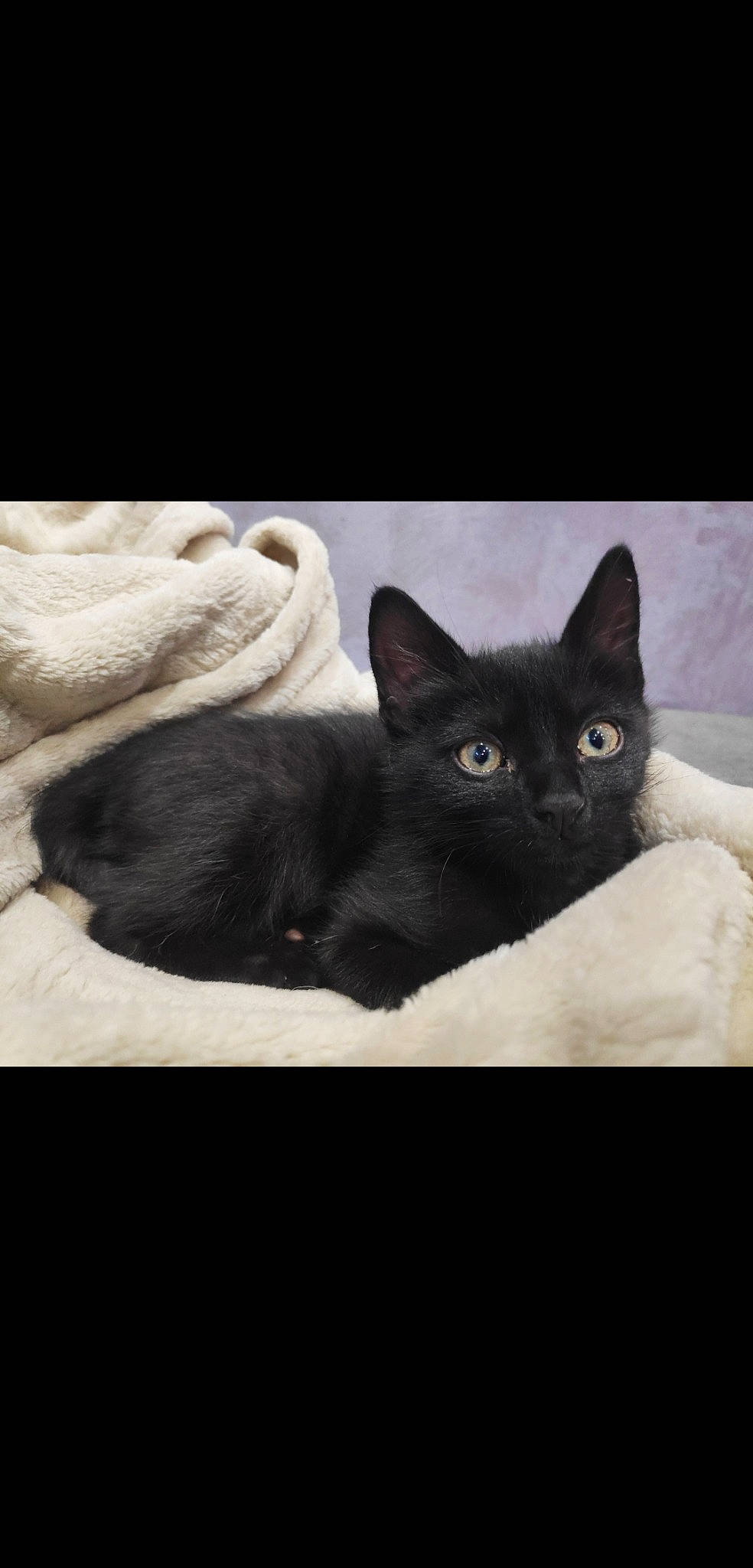 Rhapsody a rejoint le concours — aidez-le/la à gagner de superbes lots ! asian, black, black_cat, bombay, british_shorthair, burmese, carnivore, cat, domestic_short_haired_cat, ear, felidae, fur, kitten, korat, mammal, russian_blue, small_to_medium_sized_cats, snout, vertebrate, whiskers