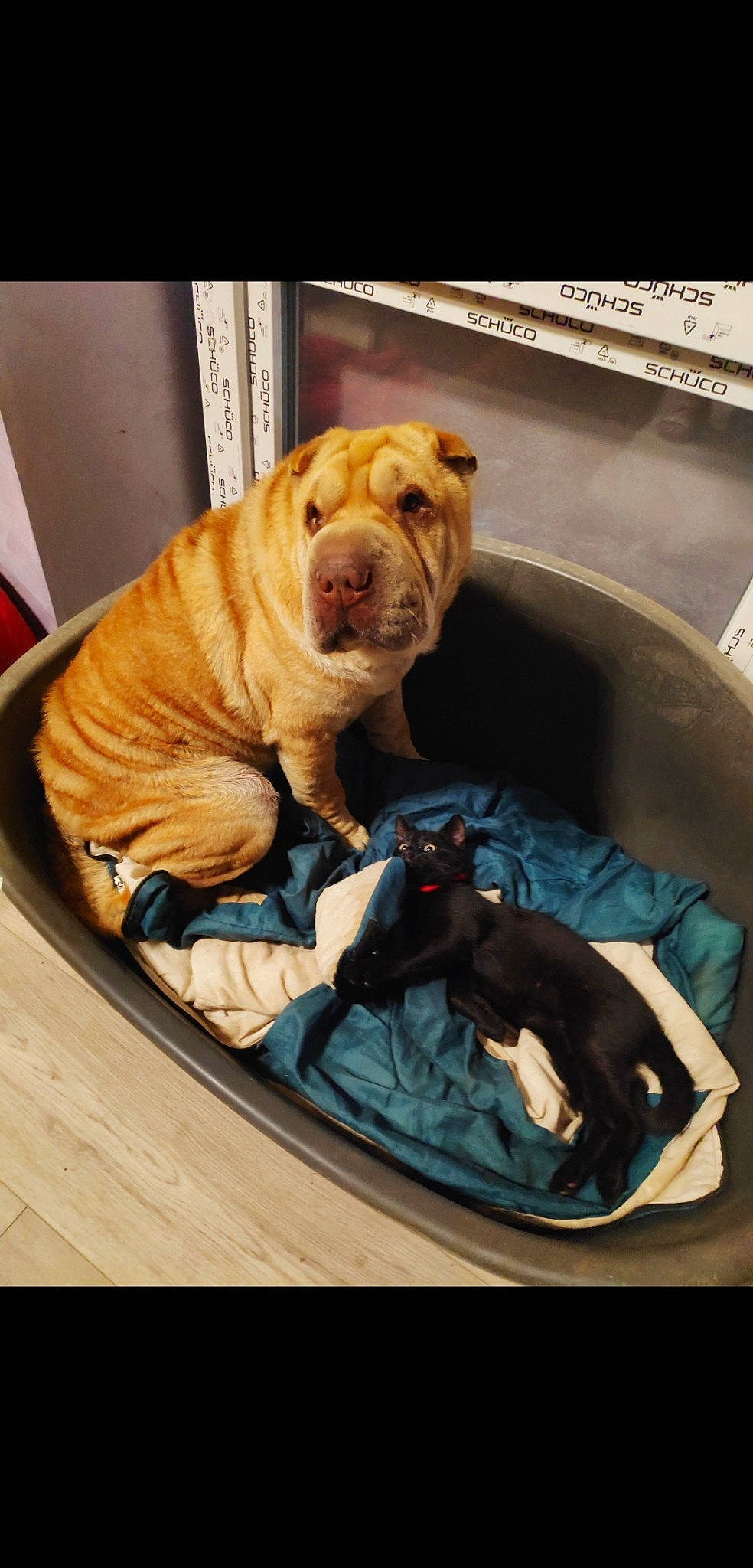 Rhapsody a rejoint le concours — aidez-le/la à gagner de superbes lots ! canidae, carnivore, companion_dog, dog, dog_breed, fawn, korean_mastiff, mammal, molosser, non_sporting_group, old_english_bulldog, ori_pei, puppy, shar_pei, wrinkle