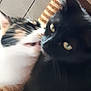 Kyara Et Sela participe au concours pour gagner de l'argent avec cette photo : black_cat, cat, cat_like_mammal, domestic_short_haired_cat, eye, fur, kitten, paw, small_to_medium_sized_cats, snout, whiskers
